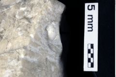 Foto (Detailansicht) von ? Brachyura indet. (NHMW-GEO-1990-0041-0439)